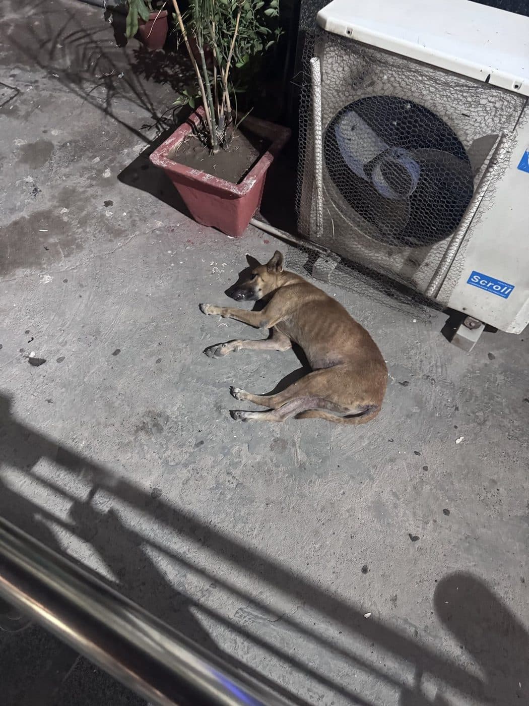 Dog near Kashmere Gate, photographed on the street