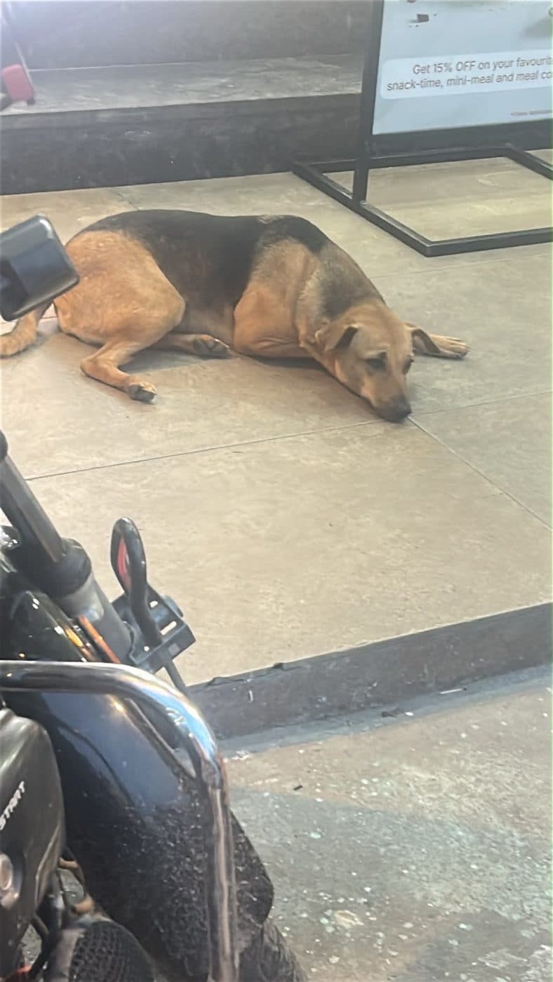 Dog near Lajpat Nagar, photographed on the street