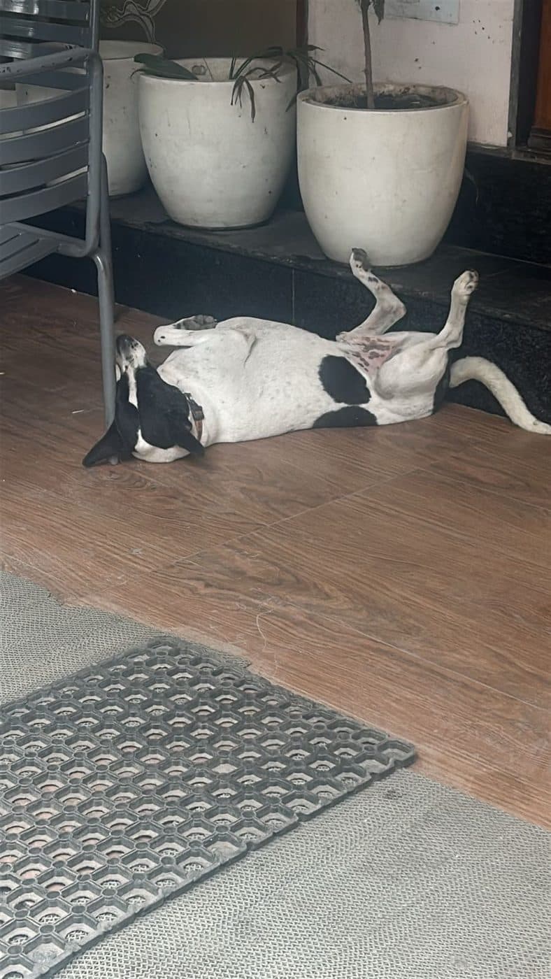 Dog near Janakpuri, photographed on the street