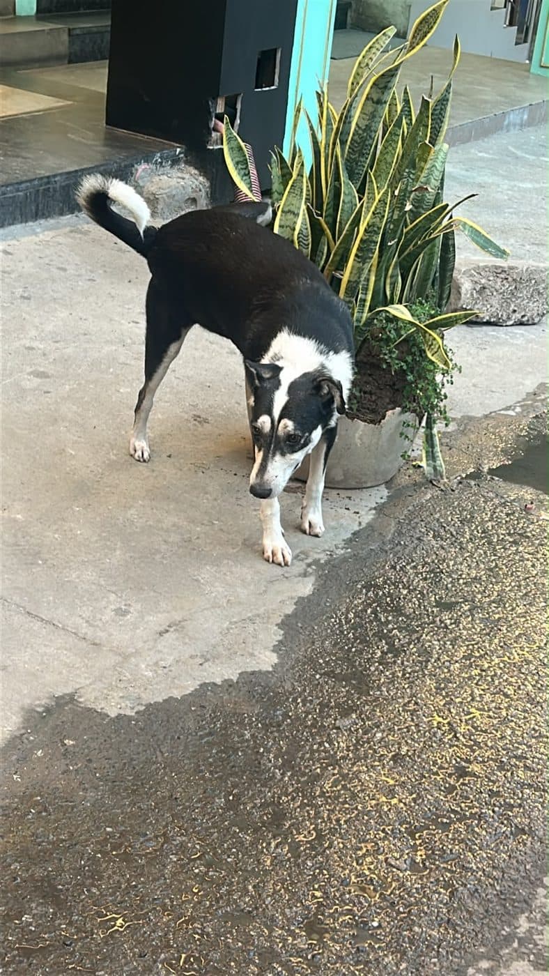 Dog near Najafgarh, photographed on the street