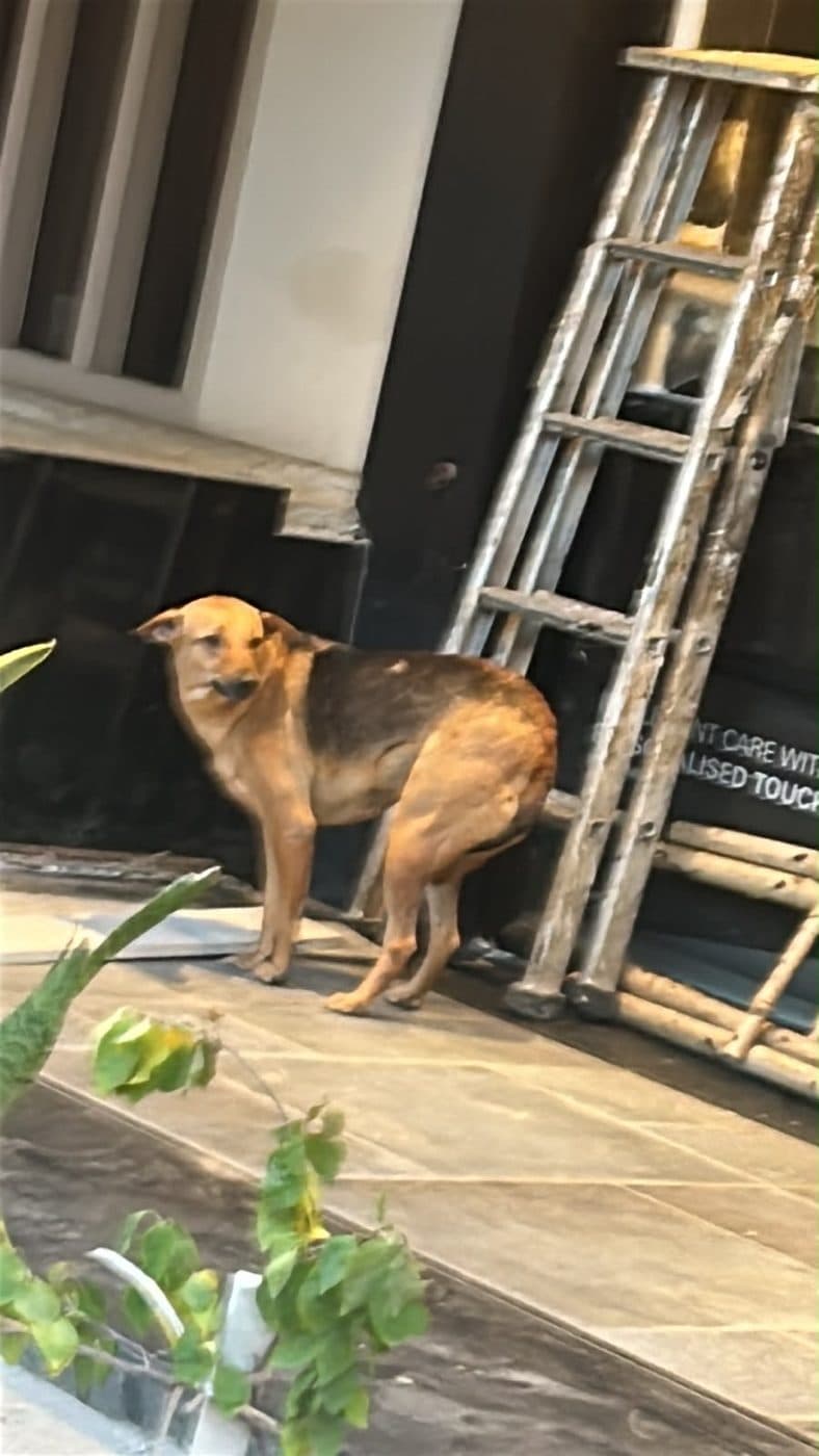 Dog near Malviya Nagar, photographed on the street