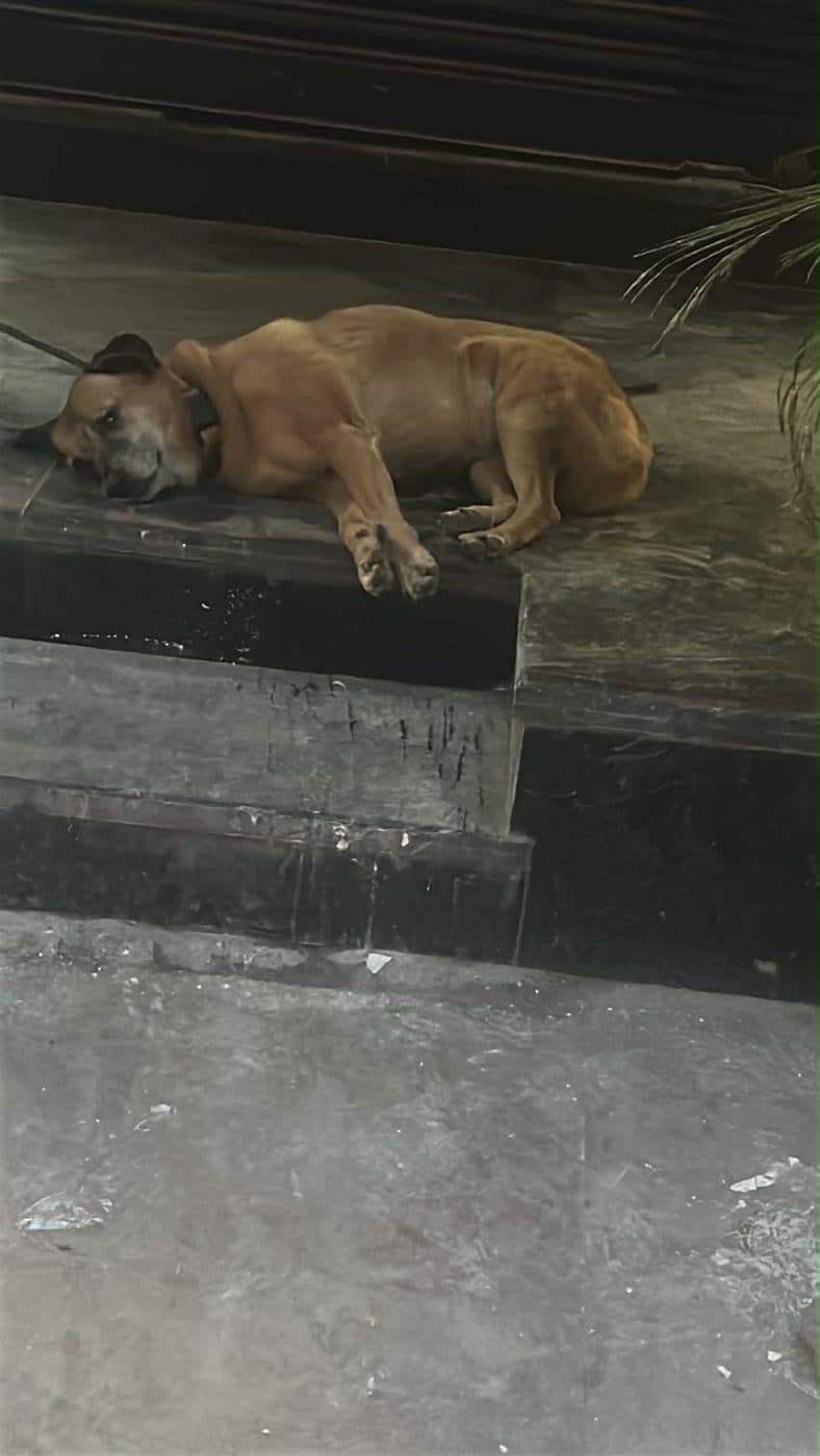 Dog near Dwarka, photographed on the street