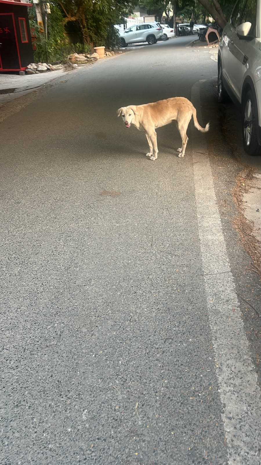 Dog near Greater Kailash, photographed on the street