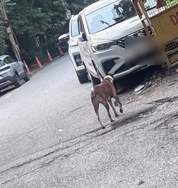 Dog near Shastri Park, photographed on the street