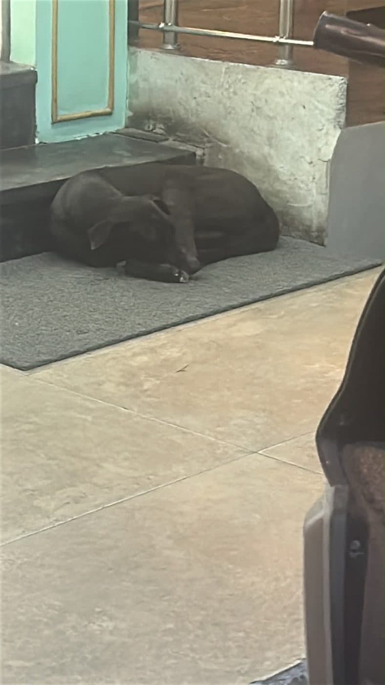 Dog near Mayur Vihar, photographed on the street