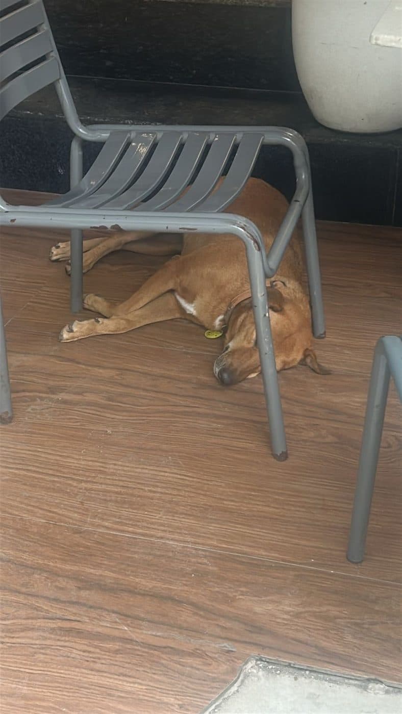 Dog near Nehru Place, photographed on the street
