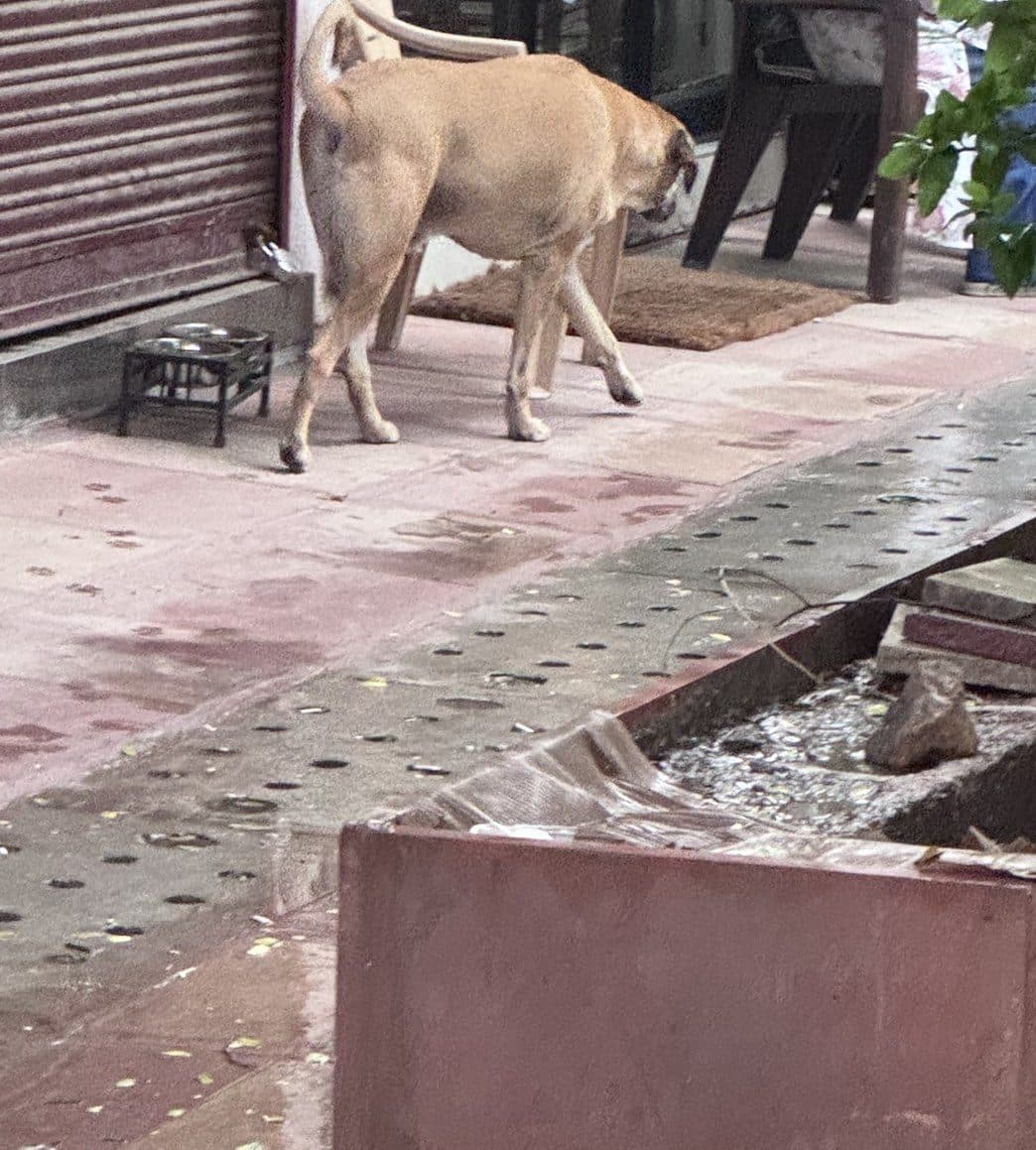 Dog near Chandni Chowk, photographed on the street