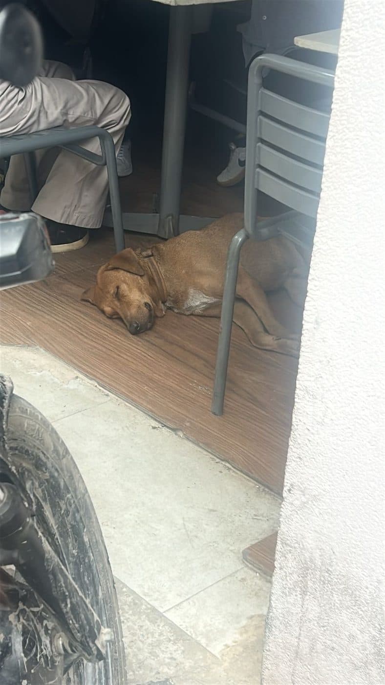 Dog near Civil Lines, photographed on the street