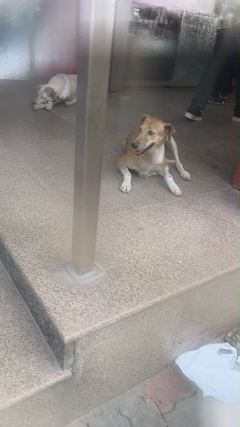 Dog near Punjabi Bagh, photographed on the street
