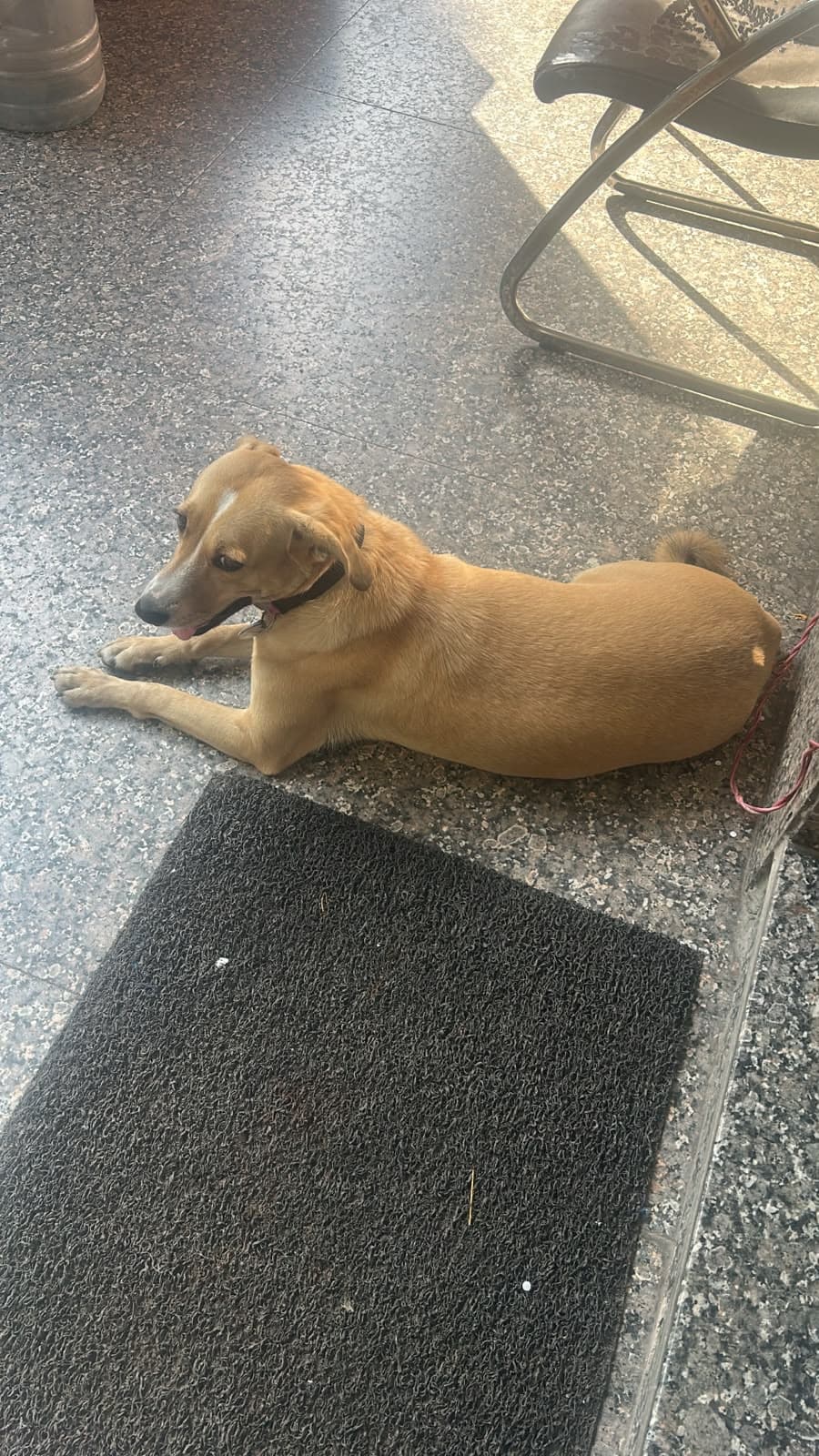 Dog near Vasant Kunj, photographed on the street