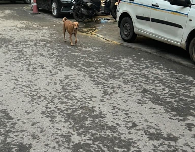Dog near Preet Vihar, photographed on the street