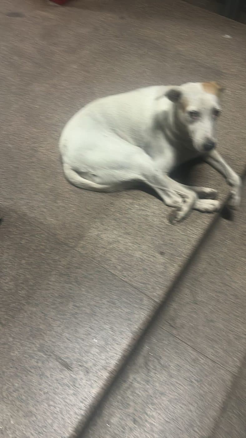 Dog near Yamuna Vihar, photographed on the street