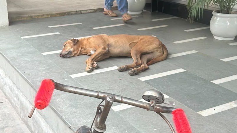 Dog near Pitampura