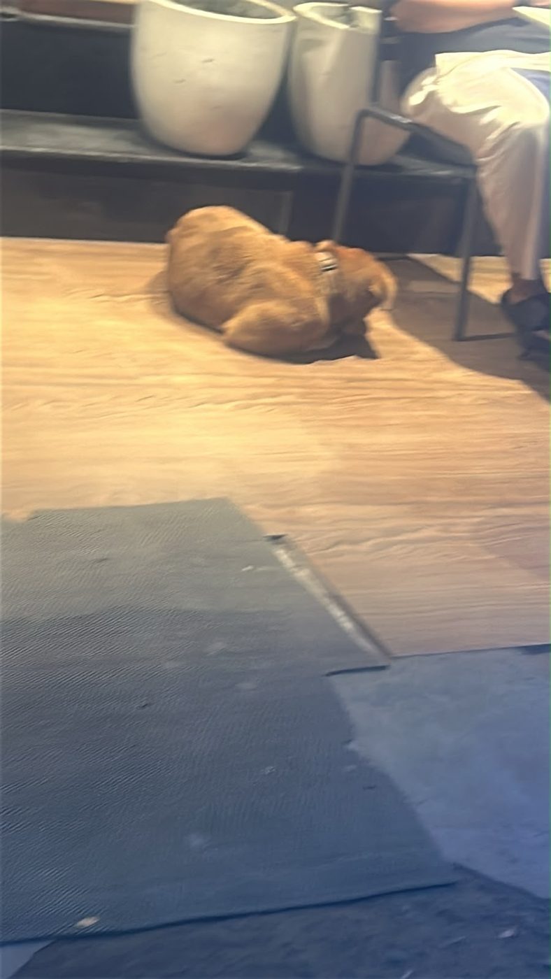 Dog near Rohini